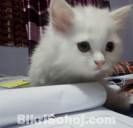 Persian cat